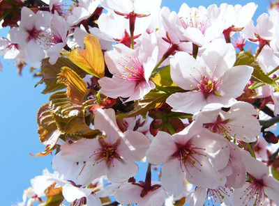 桜